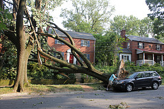 Big tree toppled down near a car and some houses